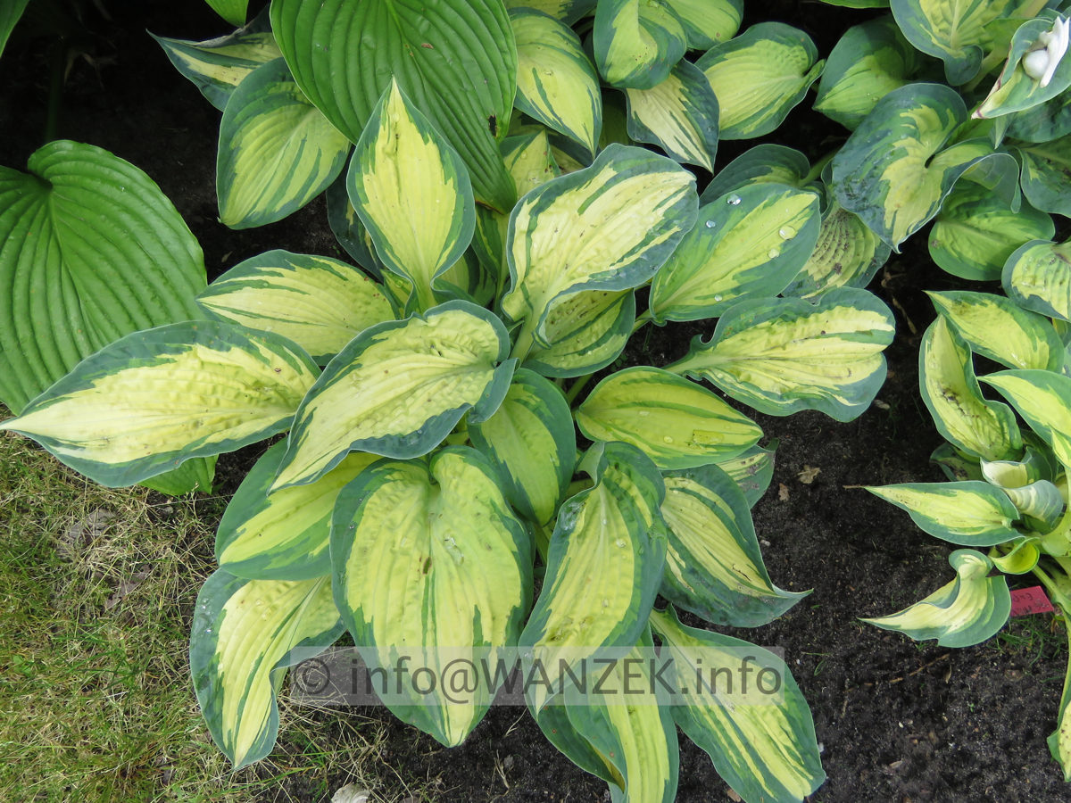 Hosta Hybride Great Expectations - Sol 02.JPG